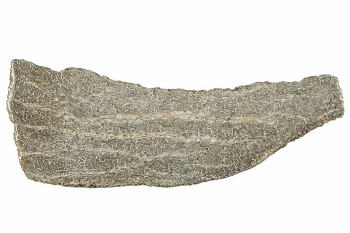 Polished Dinosaur Bone (Gembone) Slab - Morocco #290299